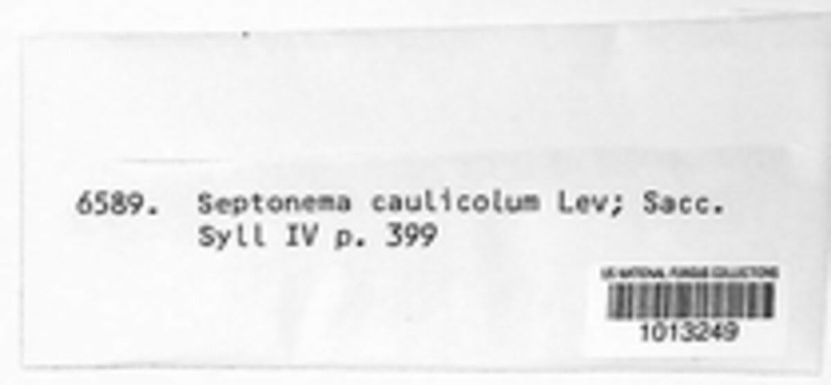 Septonema caulicola image